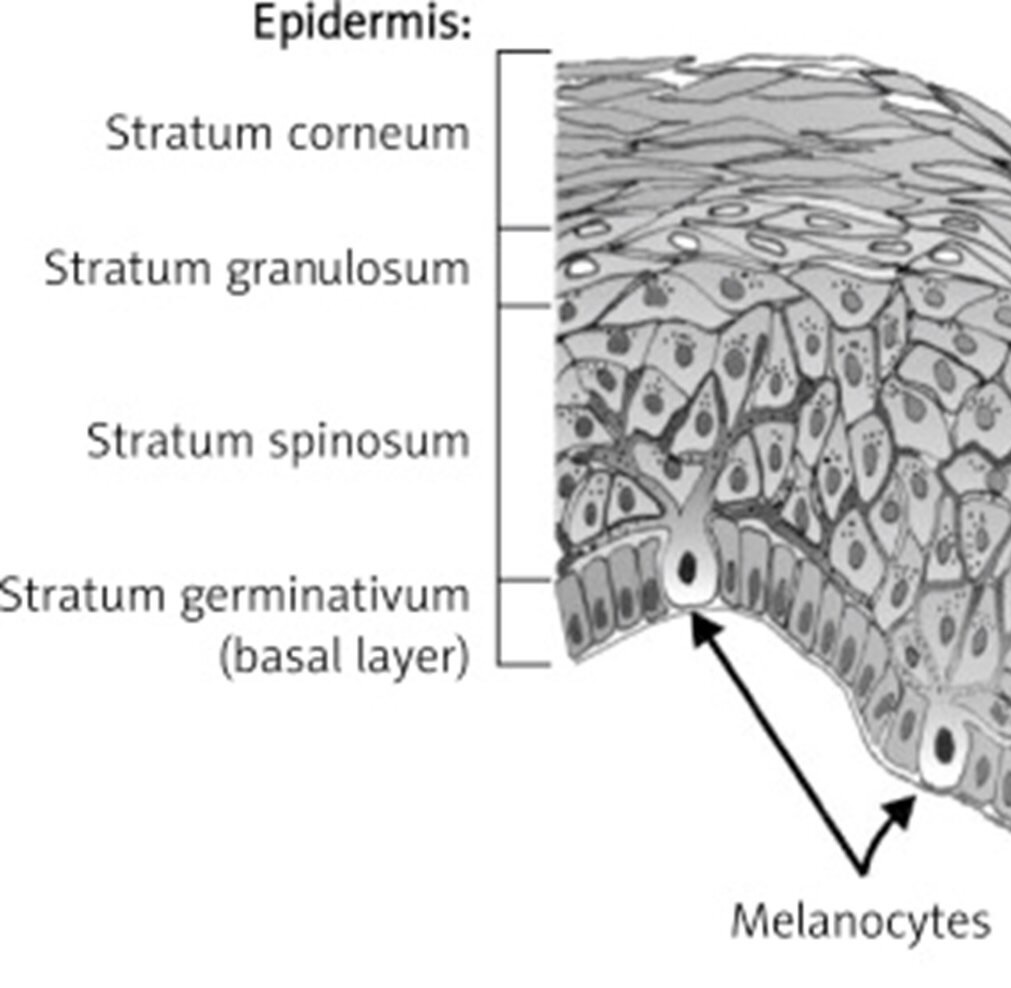 Epidermis Diagram